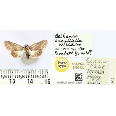 /filer/webapps/moths/media/images/C/cuculliella_Beihania_PTF_BMNH.jpg