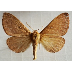 /filer/webapps/moths/media/images/T/trifolii_Lasiocampa_AF_Stroehle_03.jpg
