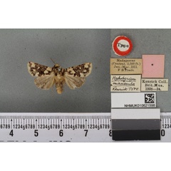 /filer/webapps/moths/media/images/M/minuscula_Fletcherea_HT_BMNHa.jpg