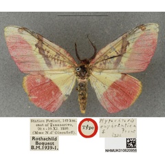 /filer/webapps/moths/media/images/E/euphrantica_Hylemera_HT_BMNH.jpg