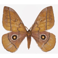 /filer/webapps/moths/media/images/B/belayneshae_Gonimbrasia_AM_Basquina.jpg