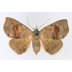 /filer/webapps/moths/media/images/C/cyanescens_Saroba_AF_TMSA_02.jpg