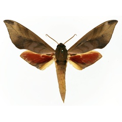/filer/webapps/moths/media/images/D/domi_Phylloxiphia_AM_Basquin_01.jpg