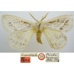 /filer/webapps/moths/media/images/T/tanganyikae_Phiala_HT_NHMUKa.jpg