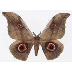 /filer/webapps/moths/media/images/C/christyi_Lobobunaea_AM_Basquina.jpg