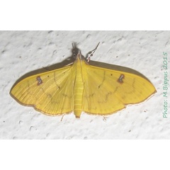 /filer/webapps/moths/media/images/Z/zyphalis_Condylorrhiza_AF_Bippus.jpg