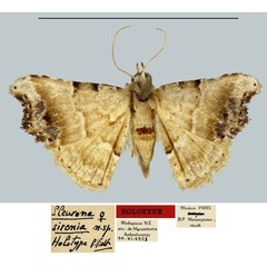 /filer/webapps/moths/media/images/S/sirenia_Pleurona_HT_MNHN.jpg