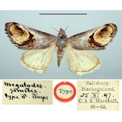 /filer/webapps/moths/media/images/S/similis_Megalodes_HT_BMNH.jpg