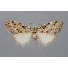 /filer/webapps/moths/media/images/M/minorata_Meganola_HT_BMNH.jpg