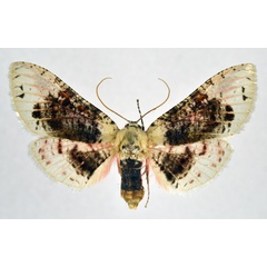 /filer/webapps/moths/media/images/S/sordidula_Rhodoneura_AF_NHMO_01.jpg
