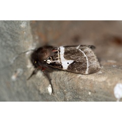 /filer/webapps/moths/media/images/M/modesta_Morasa_AM_Voaden_02.jpg
