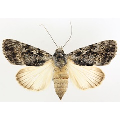 /filer/webapps/moths/media/images/F/fumata_Tachosa_AF_TMSA.jpg