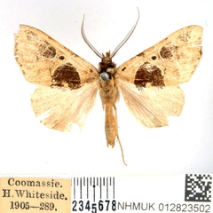 /filer/webapps/moths/media/images/P/pustulata_Marcipalina_AM_BMNH.jpg