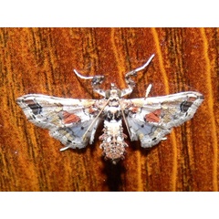 /filer/webapps/moths/media/images/A/africensis_Leucinodes_A_Goff_01.jpg