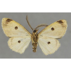 /filer/webapps/moths/media/images/P/pauperata_Orbamia_HT_ZSMb.jpg