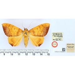 /filer/webapps/moths/media/images/D/demaculata_Heliophisma_HT_BMNH.jpg