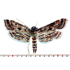/filer/webapps/moths/media/images/F/fluctuosalis_Parapoynx_AM_SMNH.jpg