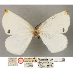 /filer/webapps/moths/media/images/N/nigropuncta_Griveaudia_HT_BMNH.jpg