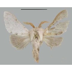 /filer/webapps/moths/media/images/R/roberti_Meyameta_PT_MfN.jpg