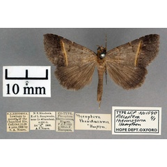/filer/webapps/moths/media/images/T/thermozona_Plecoptera_AM_OUMNH_01.jpg