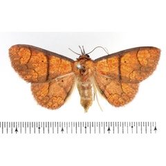/filer/webapps/moths/media/images/H/haematoessa_Phlogochroa_AF_BMNH.jpg