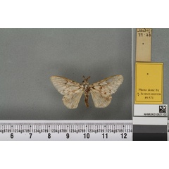 /filer/webapps/moths/media/images/R/rosea_Lymantria_LT_BMNHa.jpg