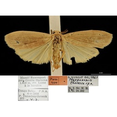 /filer/webapps/moths/media/images/T/theresia_Phryganopsis_PTM_RBINS.jpg