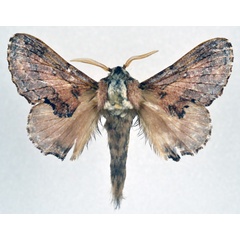 /filer/webapps/moths/media/images/L/lobata_Epicnapteroides_AM_NHMO_01.jpg