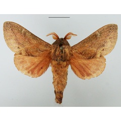 /filer/webapps/moths/media/images/O/obscurum_Eutricha_AM_TMSA_02.jpg