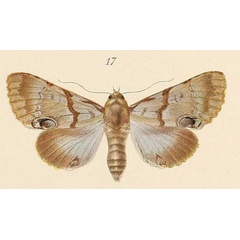 /filer/webapps/moths/media/images/A/alboporphyrea_Trisula_HT_Voeltzkow_6-17.jpg