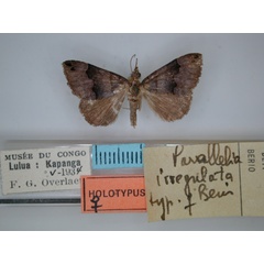 /filer/webapps/moths/media/images/I/irregulata_Dysgonia_HT_RMCA.jpg