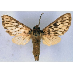 /filer/webapps/moths/media/images/S/septentrionalis_Hippurarctia_HT_BMNH_01.jpg
