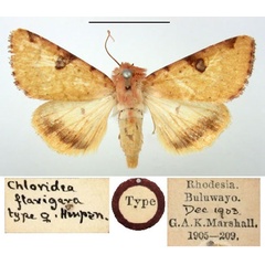 /filer/webapps/moths/media/images/F/flavigera_Heliothis_HT_BMNH.jpg
