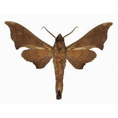 /filer/webapps/moths/media/images/S/sinus_Polyptychus_AM_Basquin_02.jpg