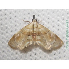 /filer/webapps/moths/media/images/P/preciosalis_Trichophysetis_A_Bippus.jpg