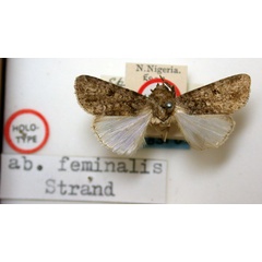 /filer/webapps/moths/media/images/F/feminalis_Spodoptera_HT_BMNH.jpg