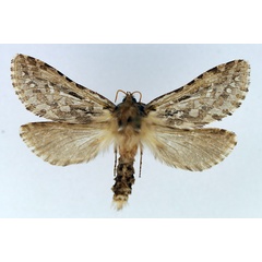 /filer/webapps/moths/media/images/A/angustiptera_Gorgopis_AF_TMSA.jpg