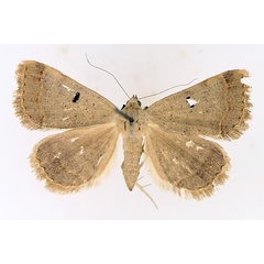 /filer/webapps/moths/media/images/R/rufirena_Plecoptera_AF_TMSA_01.jpg