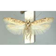 /filer/webapps/moths/media/images/I/incola_Scrobipalpa_AF_TMSA.jpg