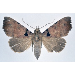 /filer/webapps/moths/media/images/T/trispila_Serrodes_A_NHMO.jpg