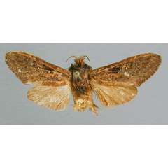 /filer/webapps/moths/media/images/D/decipiens_Eurystaura_HT_RMCA.jpg