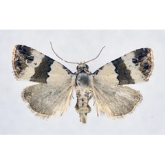 /filer/webapps/moths/media/images/S/subblandula_Maliattha_AF_NHMO.jpg