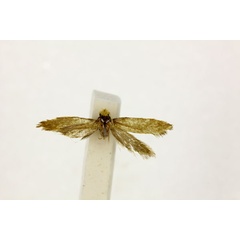 /filer/webapps/moths/media/images/J/jansei_Neoepiscardia_PT_RMC.jpg