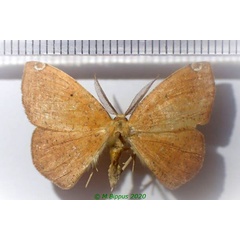 /filer/webapps/moths/media/images/M/modesta_Epigynopteryx_AM_Bippus.jpg