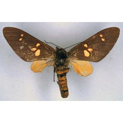 /filer/webapps/moths/media/images/C/congoensis_Balacra_HT_BMNH_01.jpg