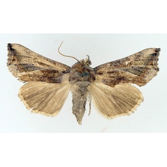 /filer/webapps/moths/media/images/A/albescens_Oraesia_AF_TMSA_02.jpg