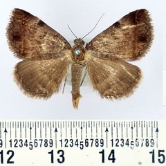 /filer/webapps/moths/media/images/M/melliflua_Plecopterodes_AM_BMNH.jpg