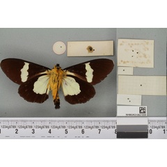 /filer/webapps/moths/media/images/A/agrius_Agarista_HT_BMNHb.jpg
