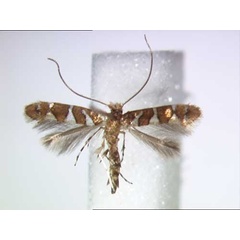 /filer/webapps/moths/media/images/C/caudasimplex_Phyllonorycter_A_BMNH.jpg