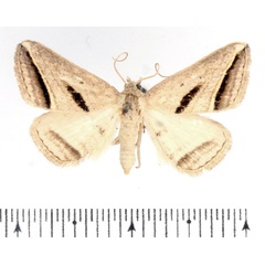 /filer/webapps/moths/media/images/P/proclinata_Marca_AM_BMNH_02.jpg